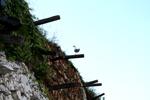 Foto de Raruto en Galicia - A corua